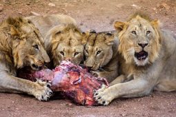 lion feeding Idwala View, Self-Catering, 5 Star, Luxury Mabalingwe Lodge