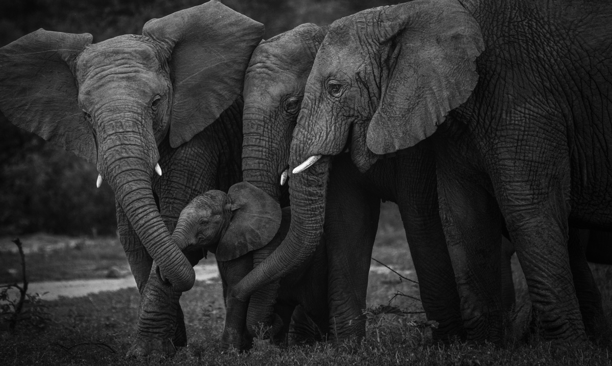 Idwala View, Accommodation, En-suite, Luxurious, Safari, Elephant Room Elephants