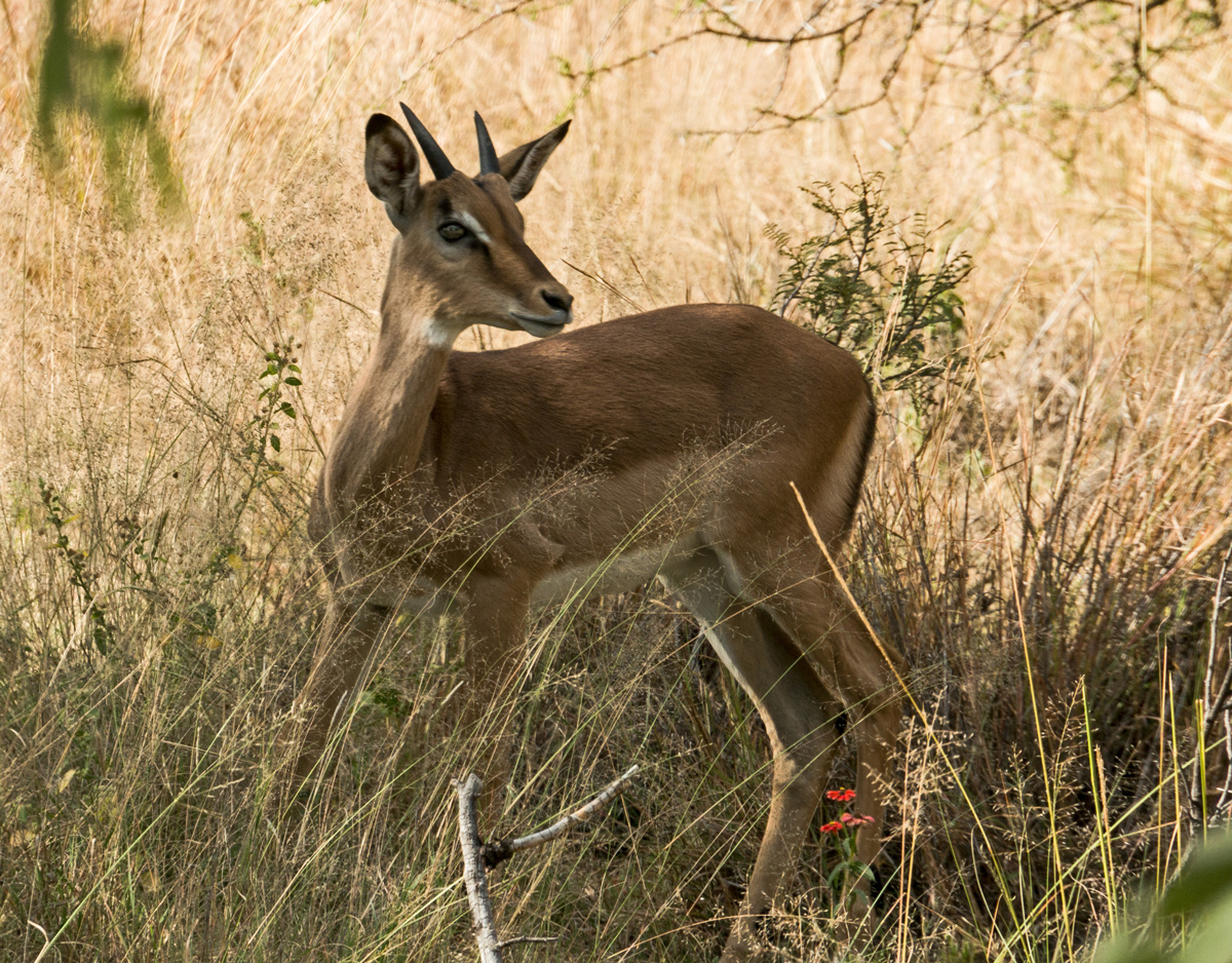 Spacious Idwala View, Accommodation, En-suite, Luxurious, Safari, Impala
