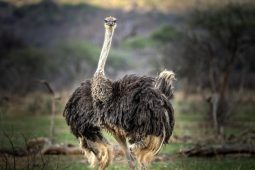 Idwala View, Accommodation, En-suite, Ostrich, Luxurious, Safari, Ostrich Room