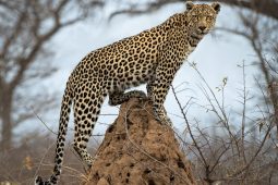 Idwala View, Accommodation, En-suite, Luxurious, Safari, Leopard Room Leopard