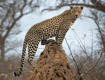 Idwala View, Accommodation, En-suite, Luxurious, Safari, Leopard Room Leopard