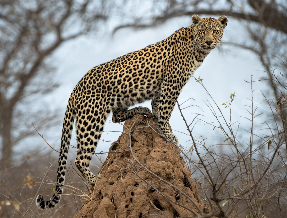 Idwala View, Accommodation, En-suite, Luxurious, Safari, Leopard Room Leopard