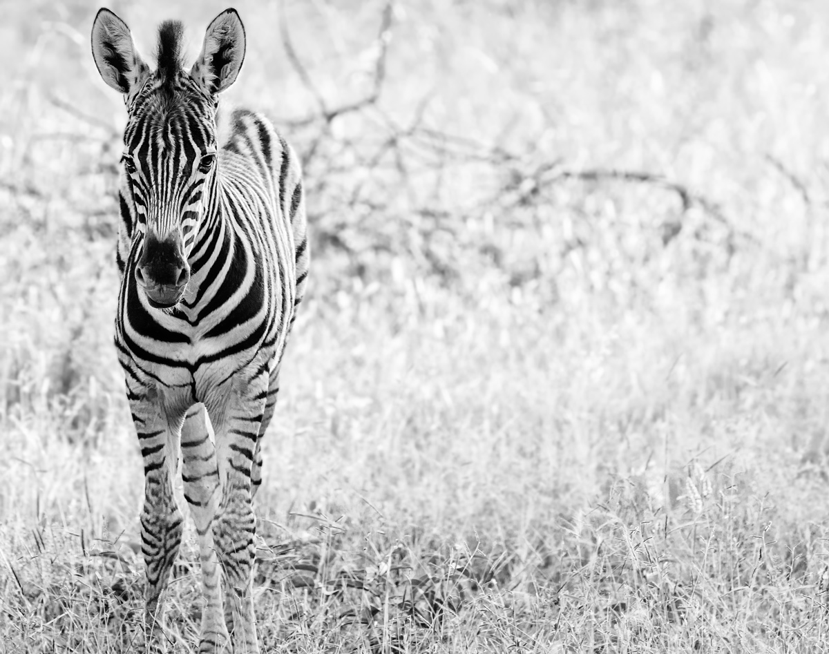 Idwala View, Accommodation, En-suite, Luxurious, Safari, Zebra