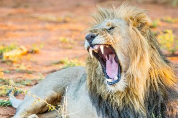 Idwala View, Why Does The Lion Roar?, Safari, Self-Catering Vacation